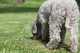 LAGOTTO CAVAGE 064